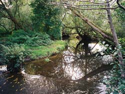 view of Moseley Bog associated with Tolkien